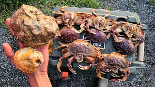 Eating Raw Scallops and Snaring Big Crab