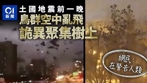土耳其地震動物早知道？震前異象瘋傳　鳥群亂飛詭異集體停樹上｜01國際 - 天天要聞