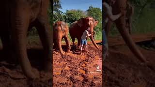 Elephants in Krabi, Thailand