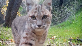 A Few Weeks In The Canyon With Lions, Bears And A Bobcat In The ANF