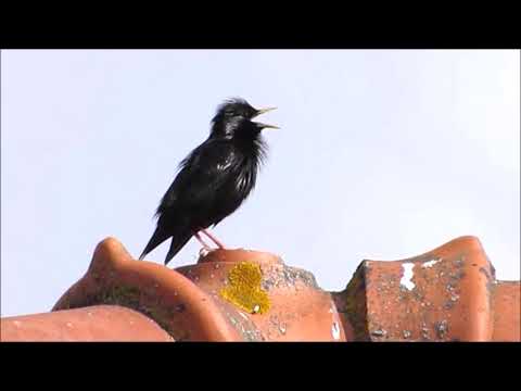 Vídeo: Que Tipo De Pássaro é Um Estorninho