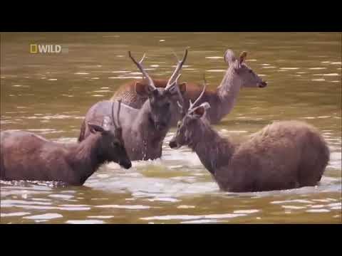 Тропический лес Тайланда. Документальный фильм National Geographic