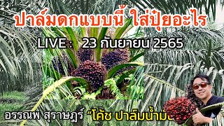 Live FB : 23 ก.ย. 65  ปาล์มดกแบบนี้ ใส่ปุ๋ยอะไร