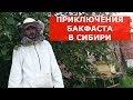 Бакфаст в Сибири осмотр отводка с маткой Бакфаст Ф1 через 50 дней после приема матки