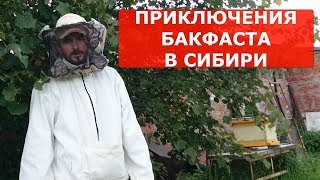 Бакфаст в Сибири осмотр отводка с маткой Бакфаст Ф1 через 50 дней после приема матки