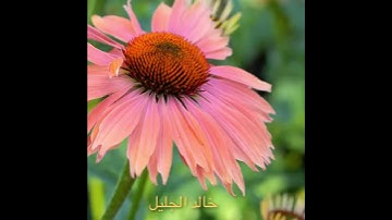 ٤٩/ ومن يعمل سواء اويظلم نفسه /مقطع قران قصير تلاوة خاشعة من روائع الشيخ خالد الجليل
