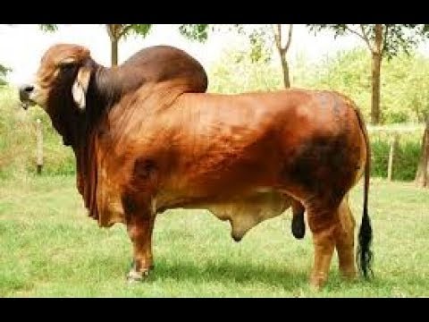 Muestra de Ganado Brahman Rojo Parte I- TvAgro por Juan Gonzalo Angel
