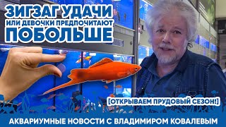 Аквариумные Новости С Владимиром Ковалевым (17.03.2024). Зигзаг Удачи.