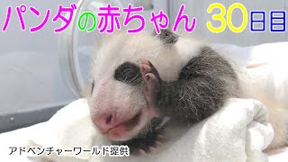 アドベンチャーワールド　パンダの赤ちゃん　30日目