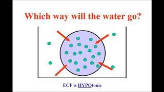 06   Fluids, Electrolytes & Acid Base DO a04a