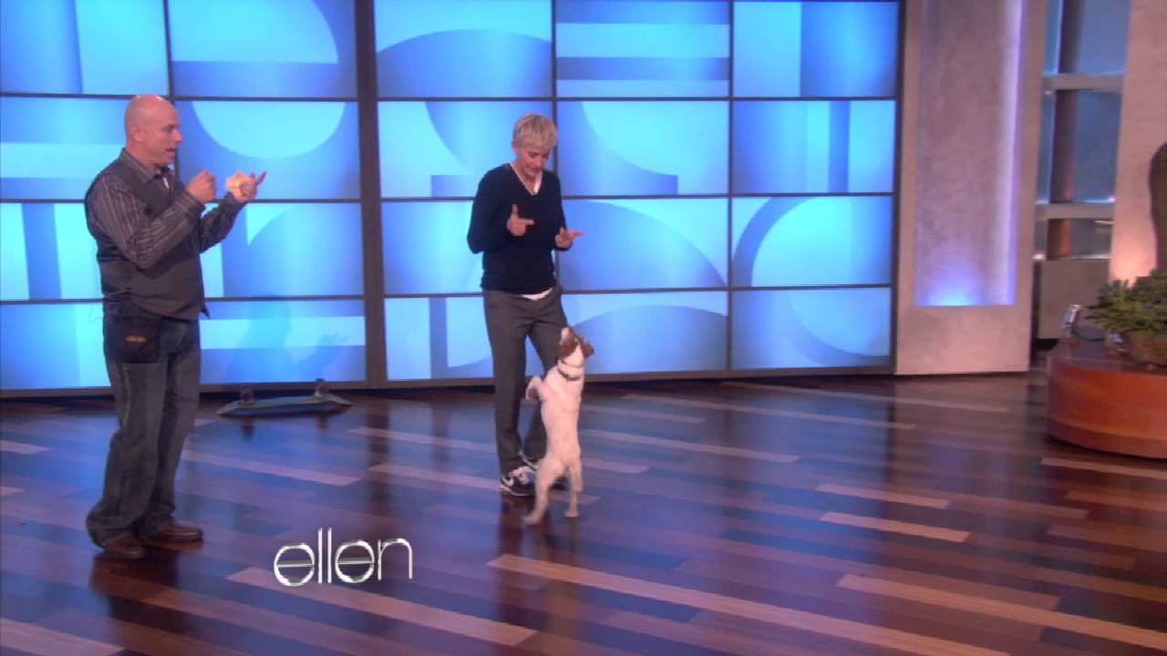 Uggie The Dog Does Tricks For Ellen Youtube