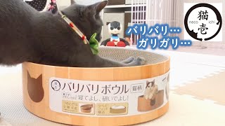 【猫壱】バリバリボウル商品レポ