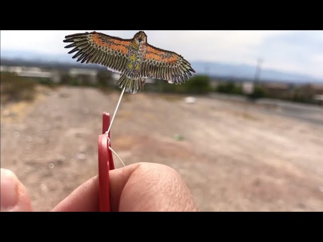 Top 40+ imagen como volar un papalote de aguila
