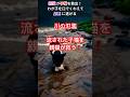 子猫を守る親猫の勇気に涙が止まらない！#shorts