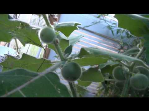 Video: Naranjilla Nebo „nektar Bohů“