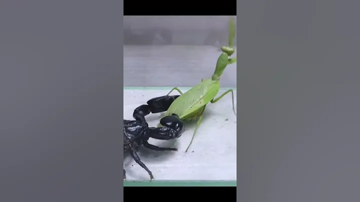 black scorpion vs praying mantis #shorts #insects #cute #funny #memes