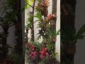 This is how I plant my bromeliads