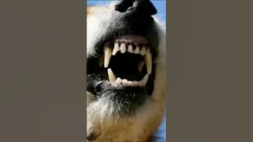 اصوات كلاب غاضبة 