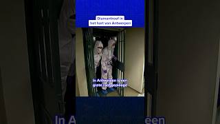 Een Diamantroof, Geniaal In Zijn Eenvoud 2008