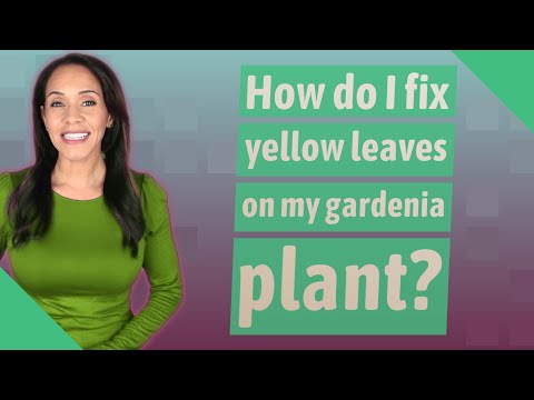 Video: Daun Gardenia Kuning - Cara Membaiki Gardenia Dengan Daun Kuning