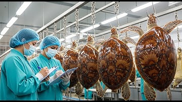 Inside the Turtle Processing Factory 🐢 — From Farm to Exotic Products | How They’re Really Made