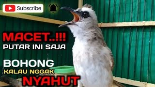 trucukan macet bunyi putar suara trucuk ini - bohong nggak emosi nyaut gacor