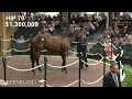 Hip 70, Charlatan - Guarana sells for $1.4 million at 2024 Keeneland September