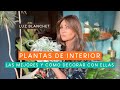 25 MEJORES PLANTAS DE INTERIOR PARA DECORAR TU CASA / LUZ BLANCHET