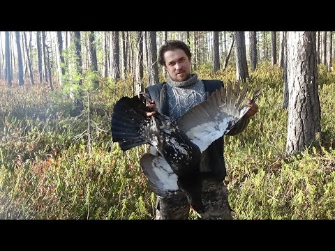 видео: Глухариный ток найден, его результат Часть 2