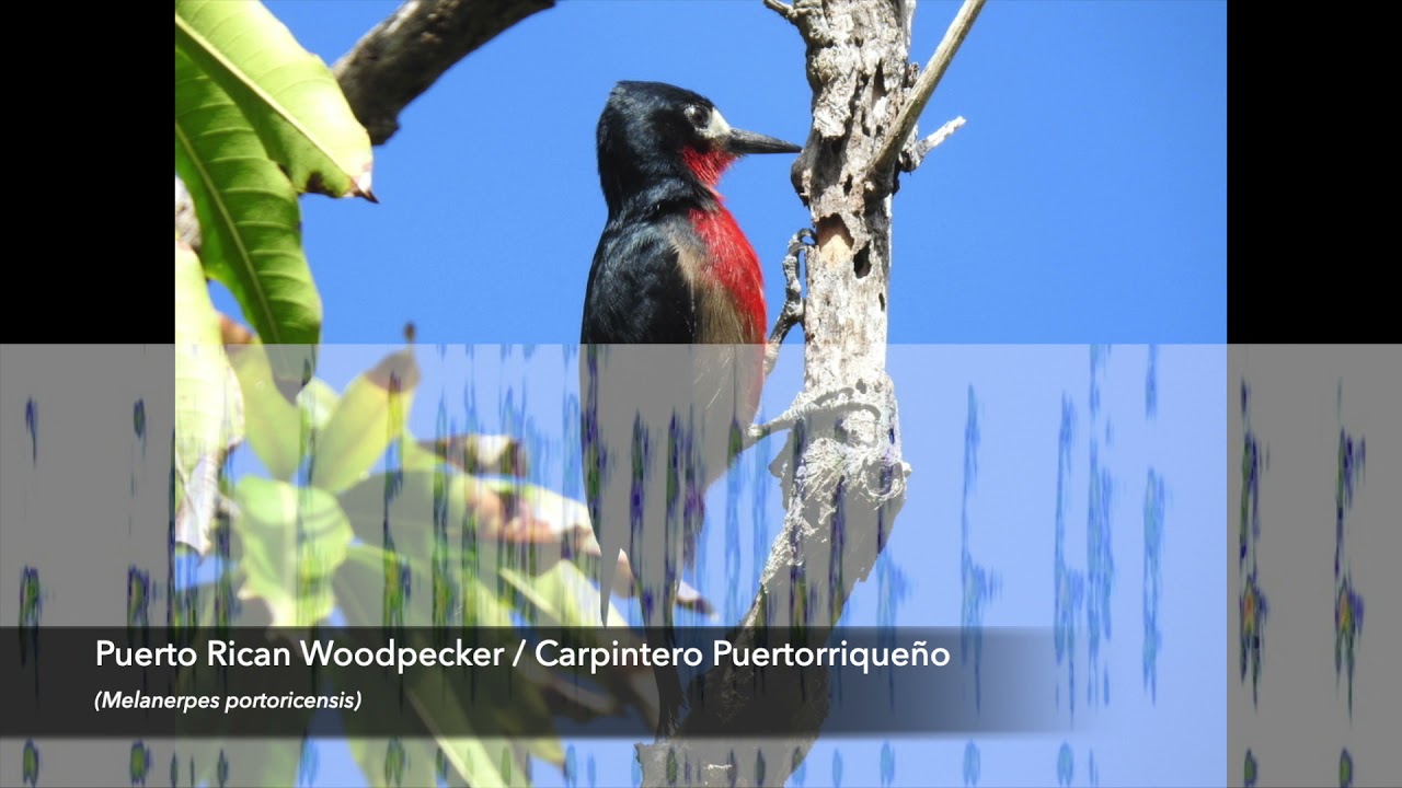 More Endangered Species Detected in Puerto Rico