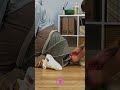 Katze fühlt sich wie Königtum 😆🐱 #selbstgemacht