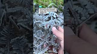 Beku Savana Bromo bromo wisatabromo beku savana