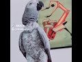 African Grey Parrot says Salama Alikum and Oh Sh*t    #Shorts