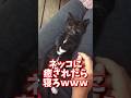 ネッコの動画で癒されたら寝ろwww #2ch #2ch動物スレ #2ch面白いスレ #動物 #犬 #猫 #癒やし #ねこ
