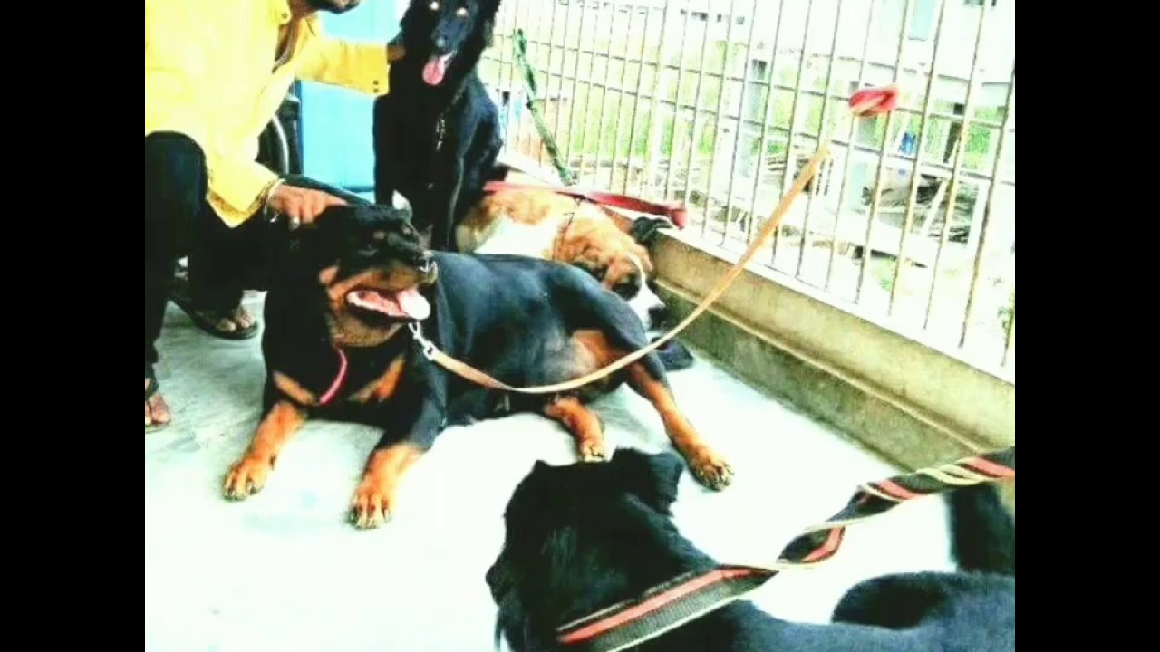 Patna Rare Breeds Dog Kennel 7634811134 Bihar American