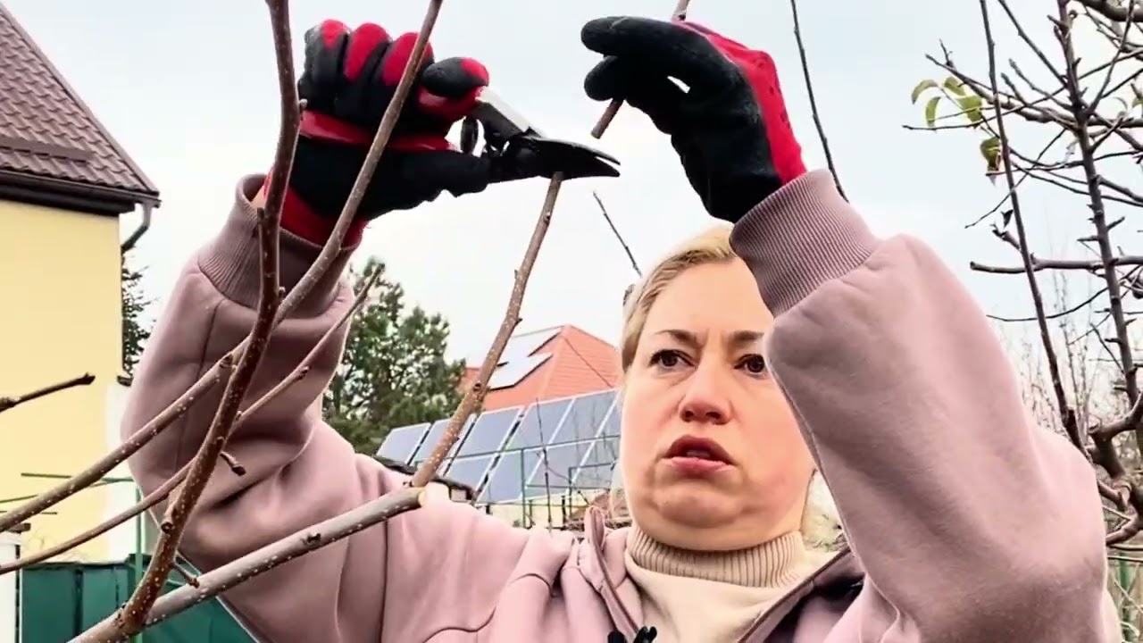 Зимова обрізка хурми: що і коли різати