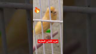 تغريد الكناري Canary Song