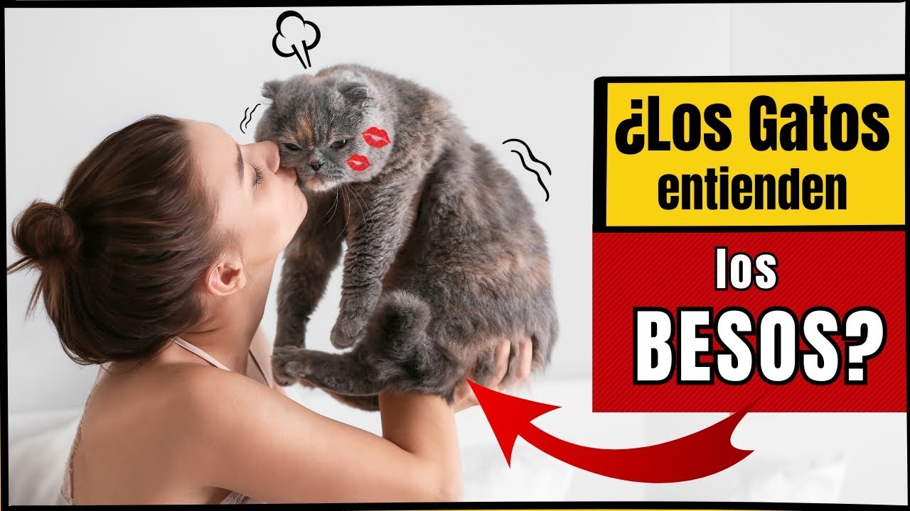 ¿Los Gatos Entienden los Besos? 🐱💋¡Esto es lo que REALMENTE Sienten
