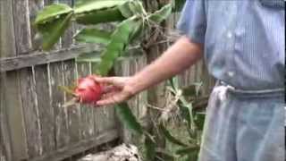 How To: PLANTING DRAGON FRUIT - PITAHAYA.