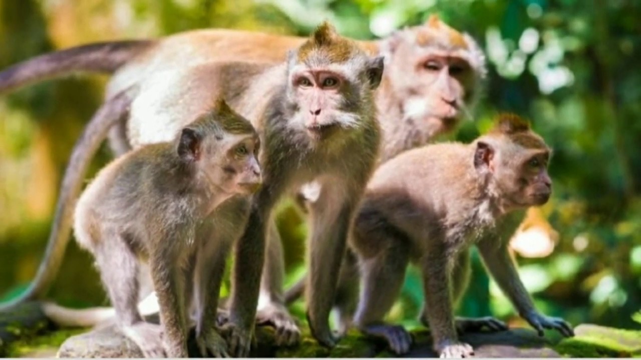  Monyet  di kebun binatang  YouTube