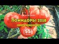 Обзор 55 сортов помидор в теплице! В 2018 году