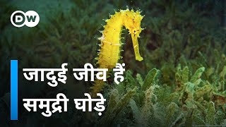 समुद्री घोड़े के लिए फाइव स्टार होटल [Five-Star Hotel For Sea Horses]