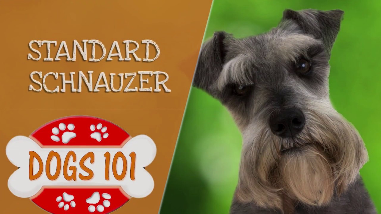 Dogs 101 - Standard Schnauzer - Top Dog Facts About The Standard Schnauzer