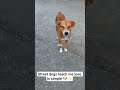 I walk the streets, they walk into my heart 🐶✨ #dogshorts #doggielife #streetdog #doğubeyazıt