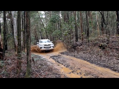 Video: Sind Hunde im Bunyip State Park erlaubt?