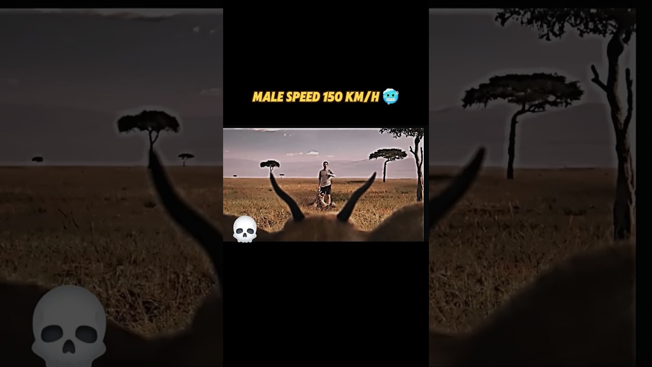 Fast 🏃‍♂️ ⏩️ 