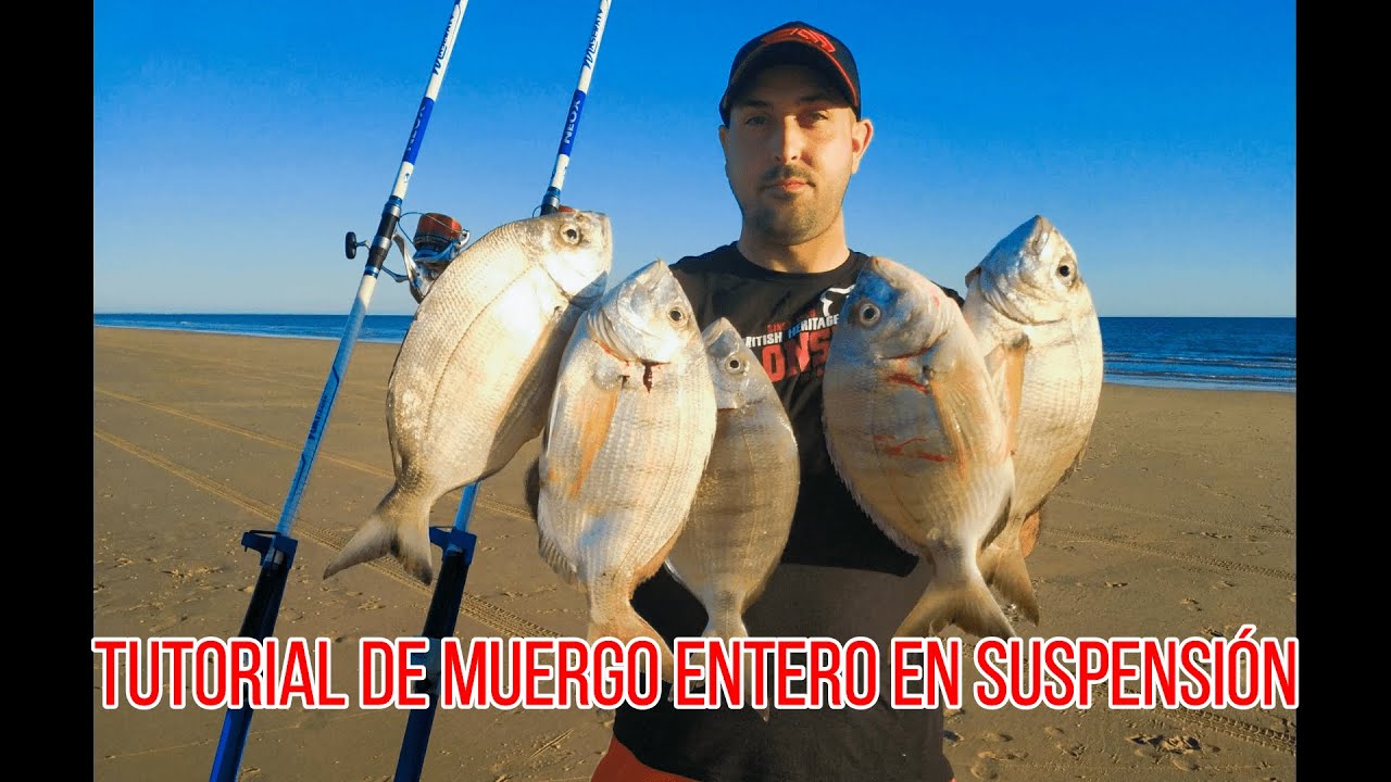 Tutorial de muergo entero en suspensión Surfcasting