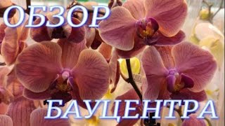 Обзор Бауцентра на Селезнёва Орхидеи и другие комнатные растения