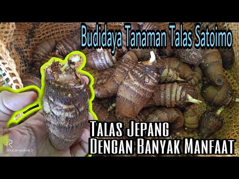 Belajar Budidaya Tanaman Talas Satoimo atau Talas Jepang Dengan Mudah Di Daerah Dataran Rendah