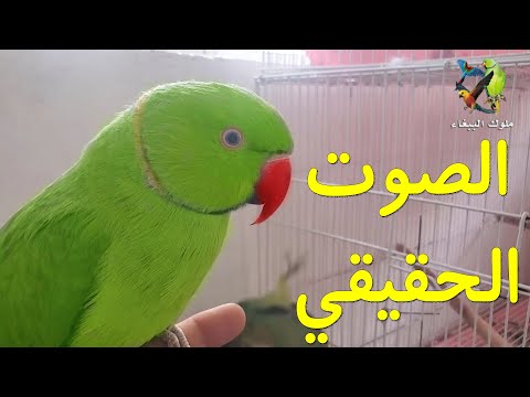 صوت ببغاء الدرة الحقيقي بدون مؤثرات